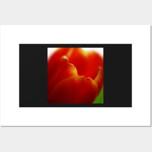 Macro of a Red Tulip in beautiful spring light Posters and Art